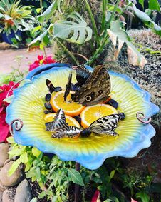 Butterflies Feeding On Fruit Stock Photography