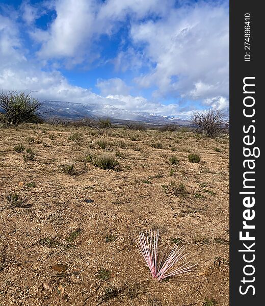 A pink plant shoots up from dry,brown desert soil. Can be used for captions or memes relating to being different,special,out of the ordinary. High Desert areas in southwestern United States boast a number of unusual species of plants. A pink plant shoots up from dry,brown desert soil. Can be used for captions or memes relating to being different,special,out of the ordinary. High Desert areas in southwestern United States boast a number of unusual species of plants.