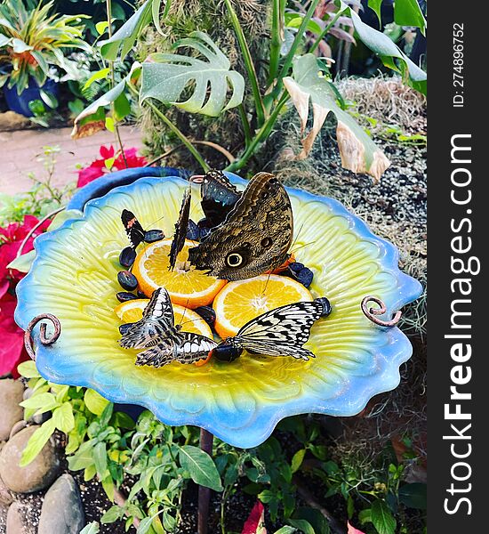 Butterflies Feeding On Fruit