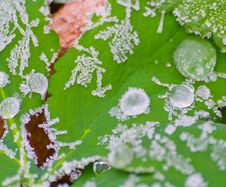 Icy Morning Dew Stock Photography