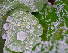 Icy Morning Dew Stock Image