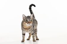 European Cat With Green Eyes Stock Images
