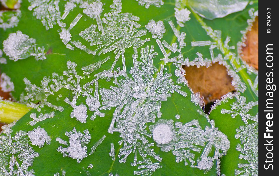 Icy morning dew in November