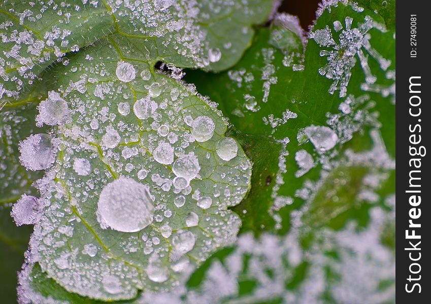 Icy Morning Dew
