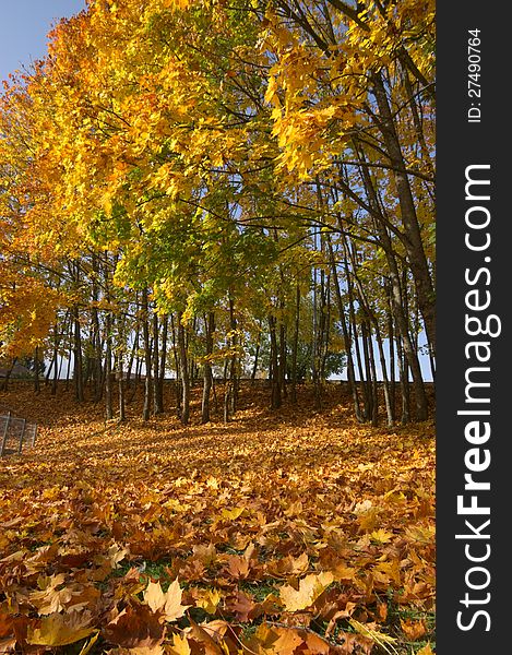 Trees and fallen leafs on autumn park in town. vertical. Trees and fallen leafs on autumn park in town. vertical.