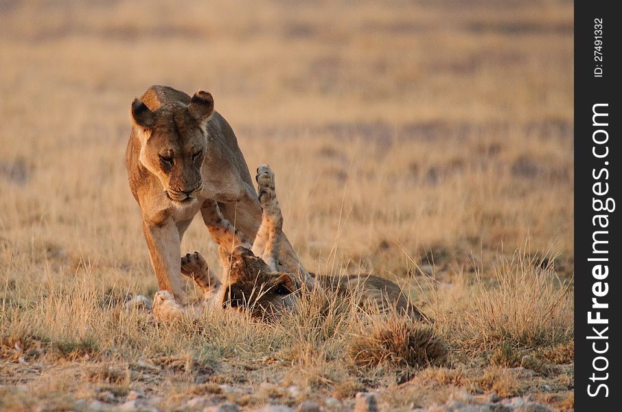 Lioness playing with cub lying on its back. Lioness playing with cub lying on its back