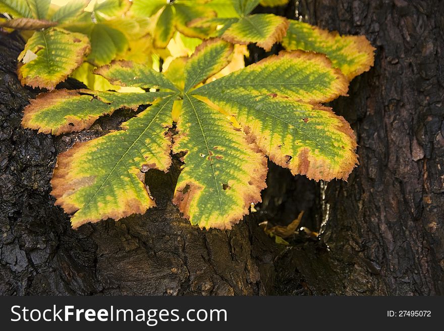 Green and yellow leaf, with dried leaf edge. Green and yellow leaf, with dried leaf edge