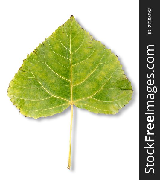 Autumn Leaf Poplar