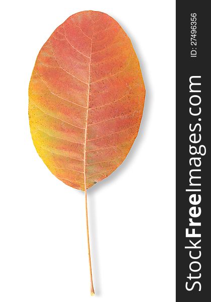 Autumn leaf isolated on a white background. Clipping Path