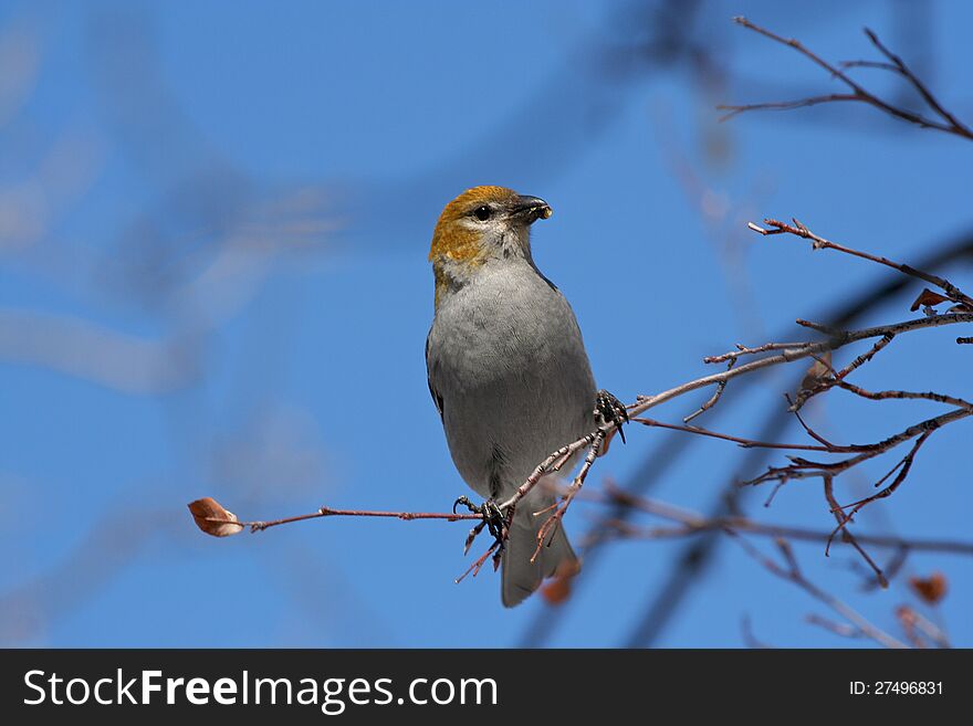 A small bird sitting on a twig eating a berry in Park City. A small bird sitting on a twig eating a berry in Park City