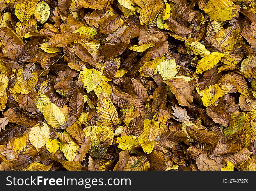 Background group autumn orange leaves. Background group autumn orange leaves.