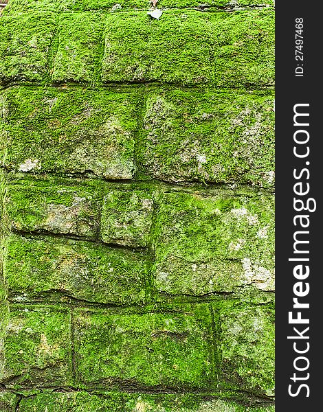 Old brick wall covered with green moss. Old brick wall covered with green moss