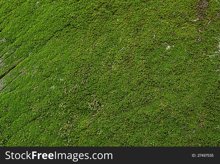 The Green Moss texture background