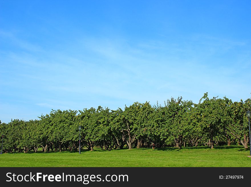 Large apple orchard in Russia summer day. Large apple orchard in Russia summer day