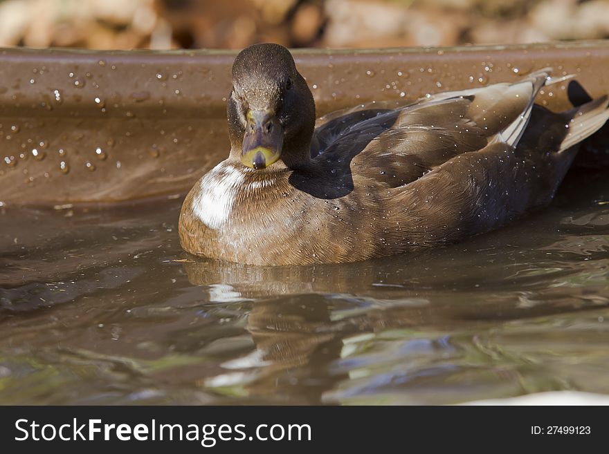 The original of Mini duck that was came from England