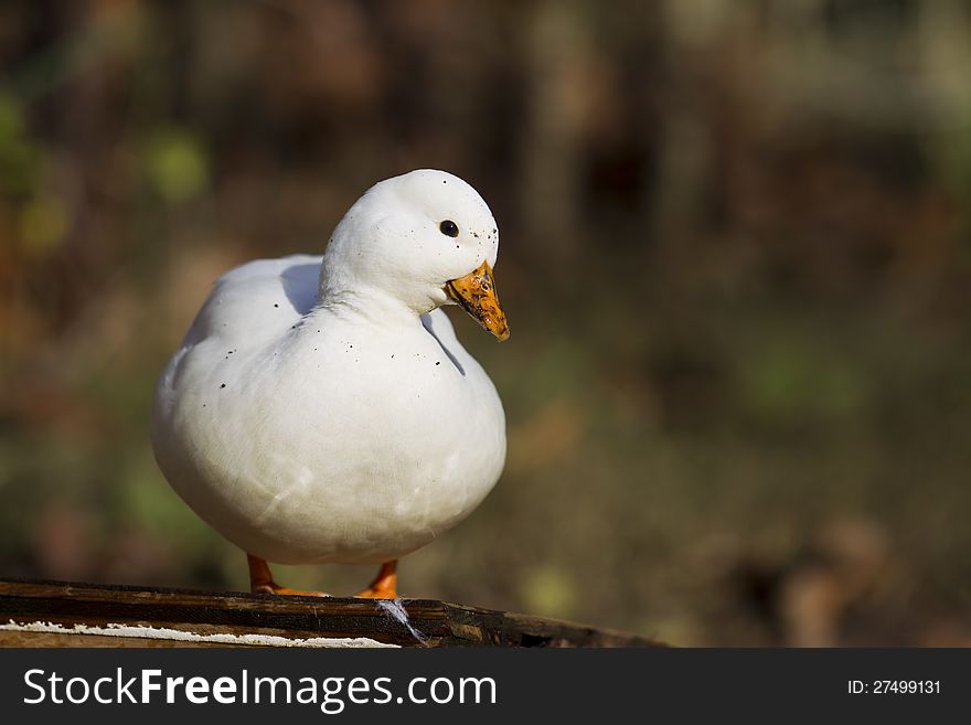 The original of Mini duck that was came from England
