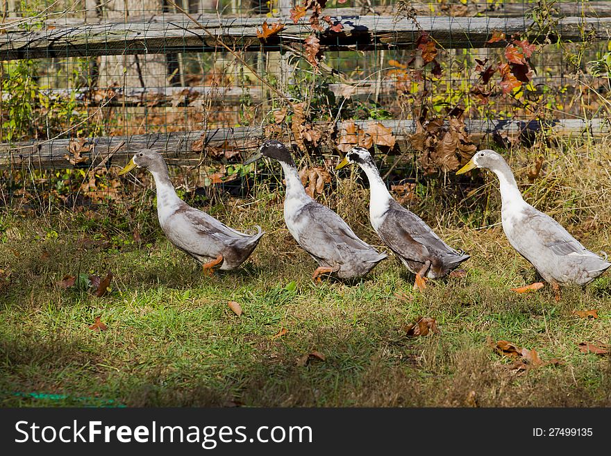 Four ducks are walking around.