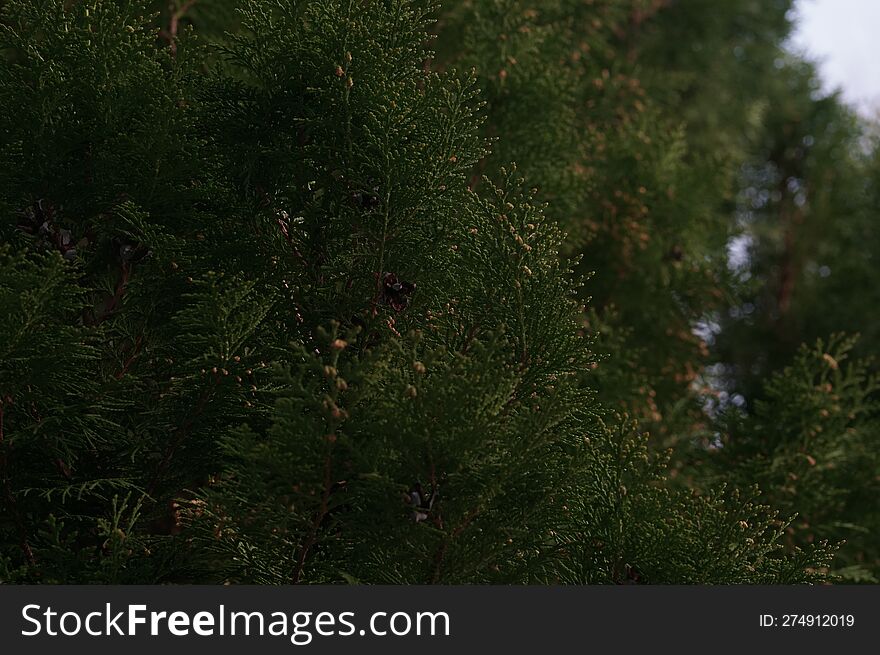 Green branches of a coniferous tree