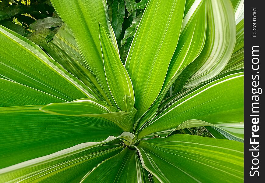 Leaves With Two Colors Green And White