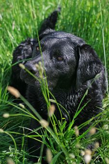 Black Labrador Royalty Free Stock Image