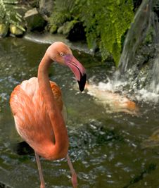 Flamingo In A Water Stream Stock Photography Flamingo In A Water Stream Stock Photography