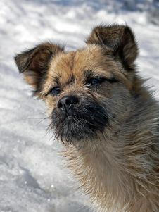 Small Dog With Small Beard 1 Stock Image