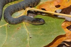 Mississippi Green Watersnake Stock Image Mississippi Green Watersnake Stock Image