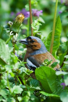 Bird In Grass Stock Image Bird In Grass Stock Image