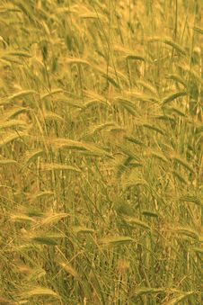 Many Yellow Cereals On Field Stock Images Many Yellow Cereals On Field Stock Images