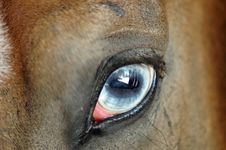 Horse Eye Royalty Free Stock Image Horse Eye Royalty Free Stock Image