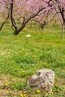 Clumps Of Peach Blossom Royalty Free Stock Photos