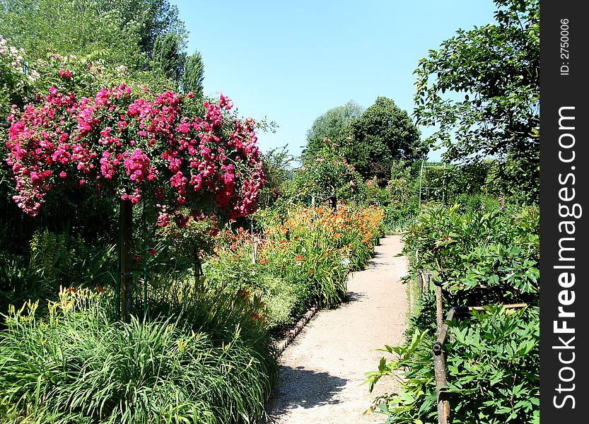 Sunshine over a Flowering Summer Garden in France