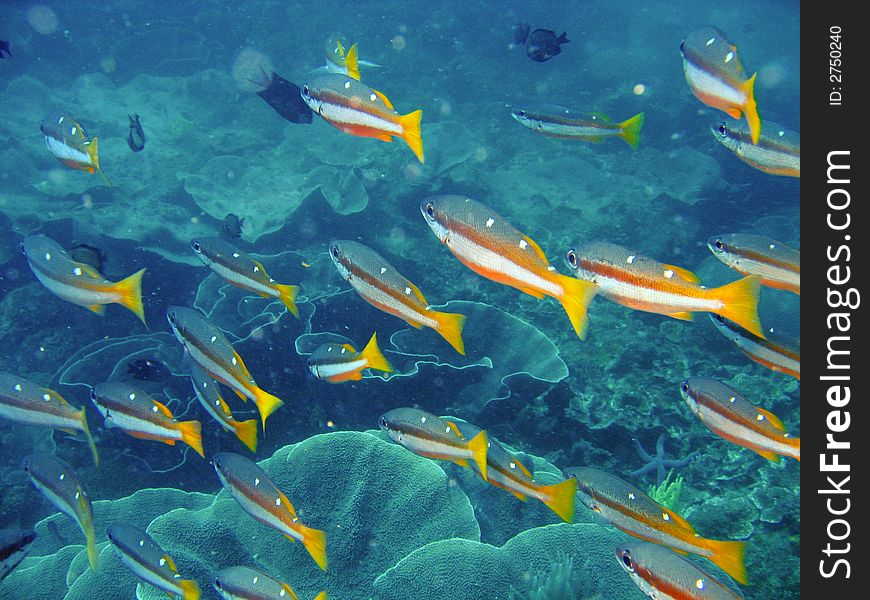 Brilliantly colored tropical fish swimming in a pristine tropical coral reef. Brilliantly colored tropical fish swimming in a pristine tropical coral reef