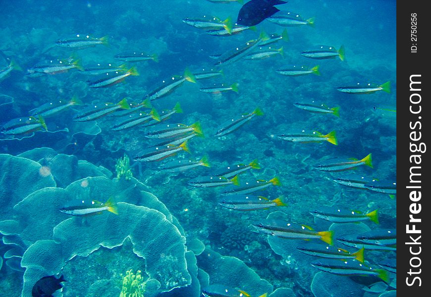 Brilliantly colored tropical fish swimming in a pristine tropical coral reef. Brilliantly colored tropical fish swimming in a pristine tropical coral reef