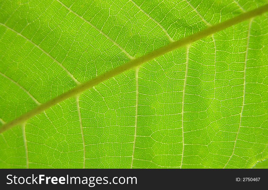Light-green leaf of tree