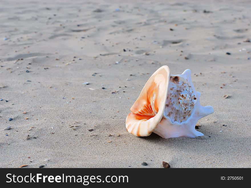 Sea Shell on the sand