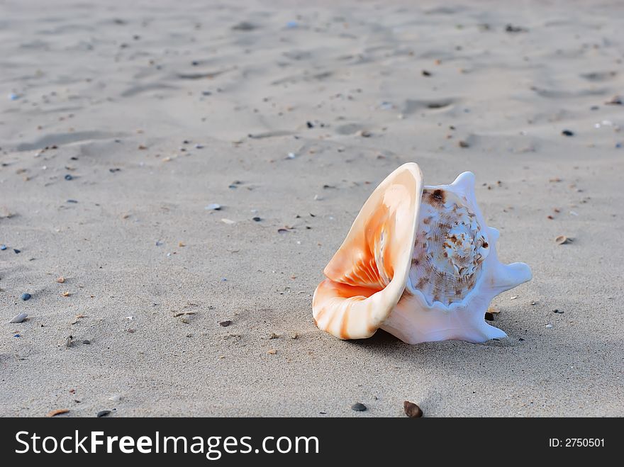 Sea Shell