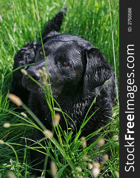 Black labrador, laying in the grass