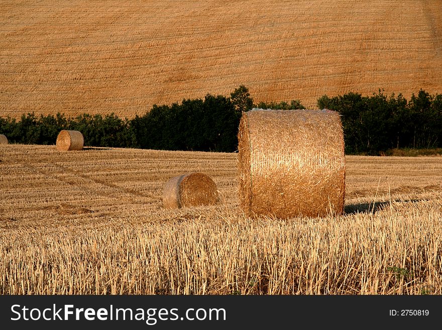 Marche Countryside Scene