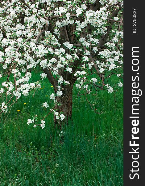 An orchard of apple trees with bright white blossoms and newly grown green spring grass