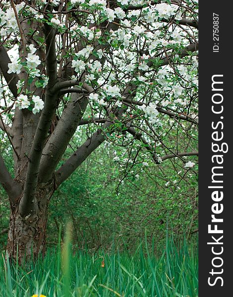 An orchard of apple trees with bright white blossoms and newly grown green spring grass