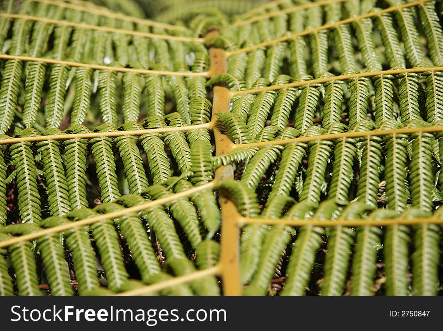 Fern Leaf - Landscape green background