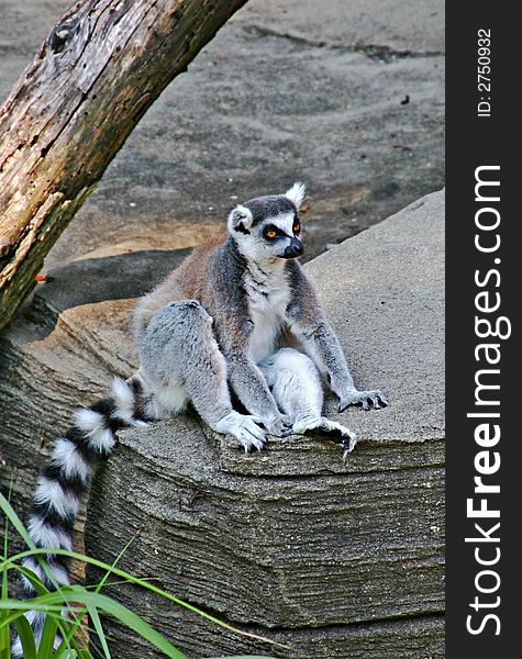 A ring tailed lemur sitting on a rock
