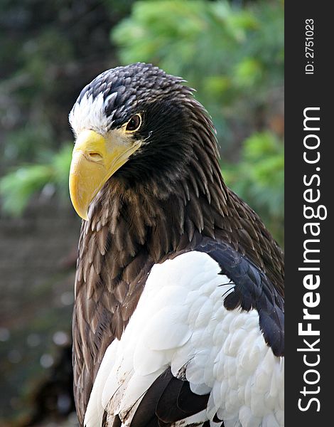 Close up photo of a black and white eagle