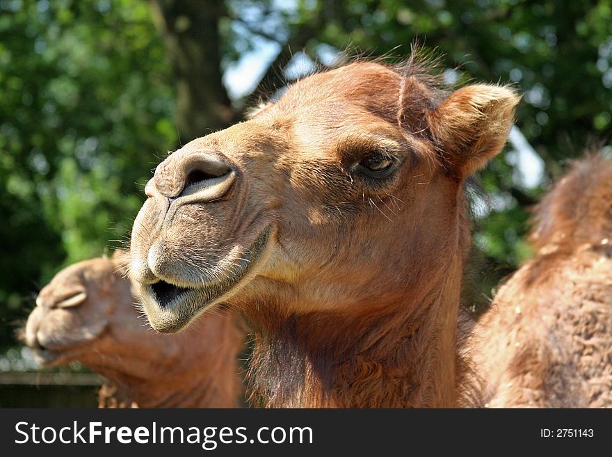 Close up of the face of a camel