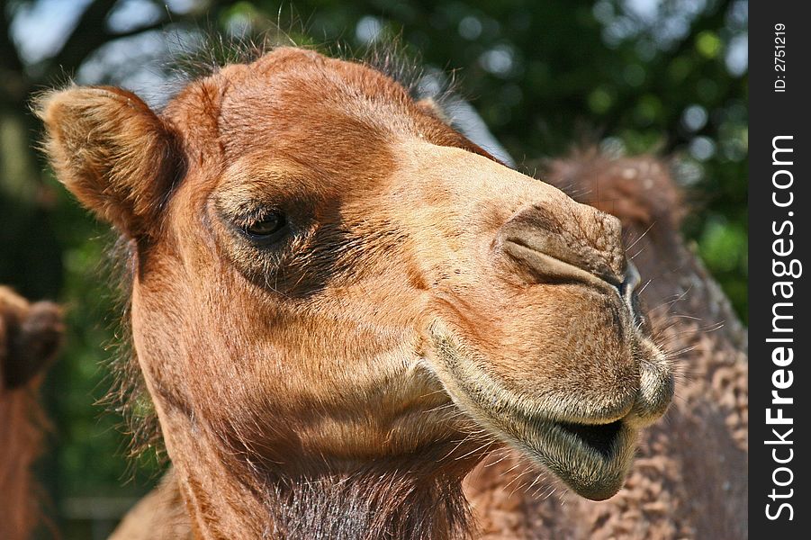 Close up of the face of a camel