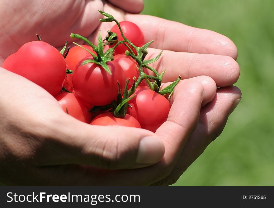 Hands holding several cherry tomatoes. Hands holding several cherry tomatoes
