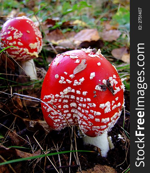 Two fly-agarics in the forest. Two fly-agarics in the forest