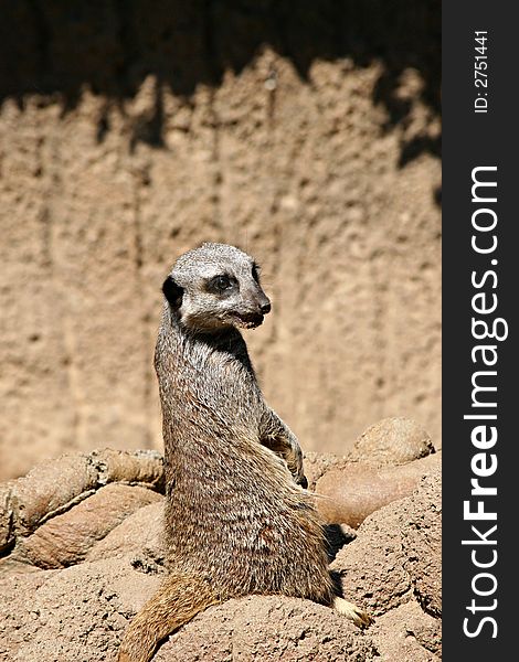 A meerkat sitting on a rock looking over its shoulder at the camera