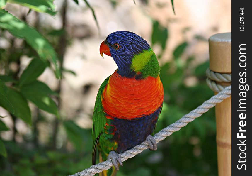 A very colorful exotic bird perched on a rope. A very colorful exotic bird perched on a rope